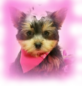 dogs-logo