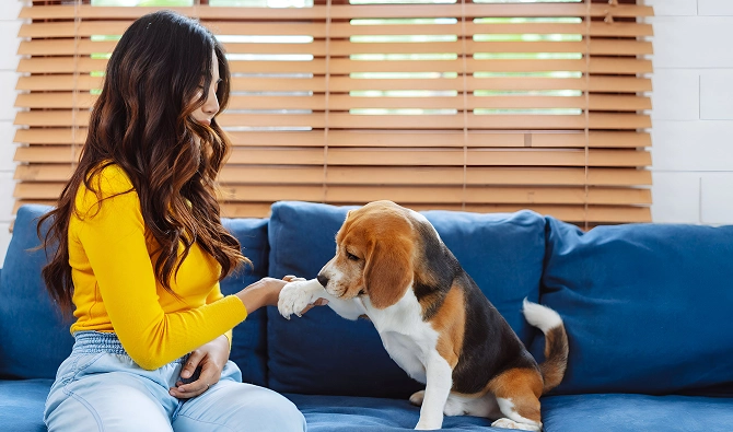 How To Discipline A Puppy