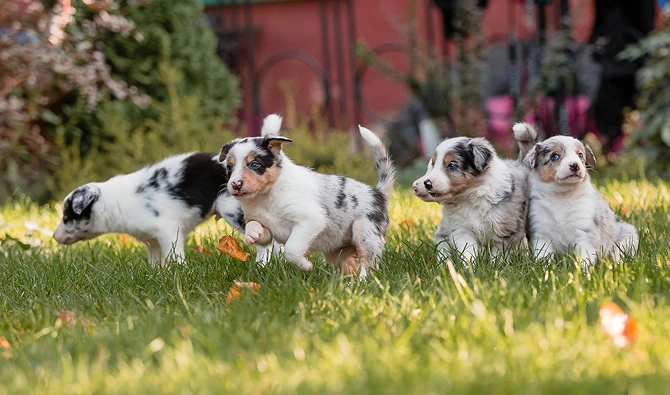 Socialize Puppy2