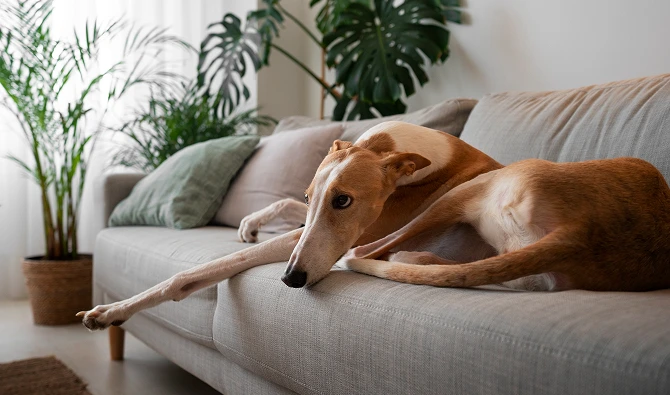 How to Puppy-Proof