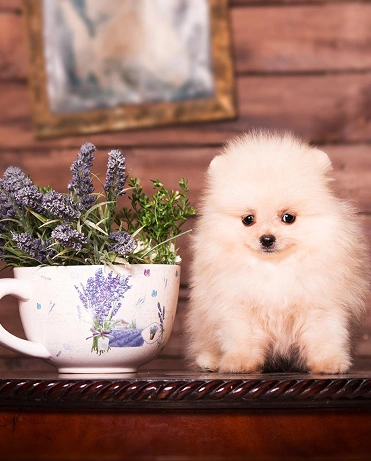 Poodle 3
