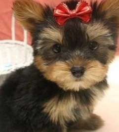 poodle