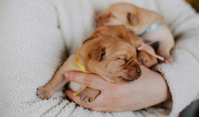 Puppy Coming Home Soon