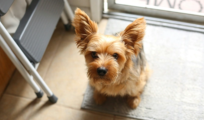 The Yorkie Dog 2