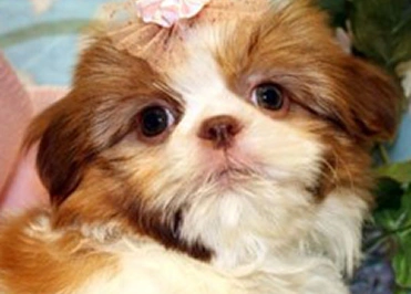 Trusted Shih Tzu Breede