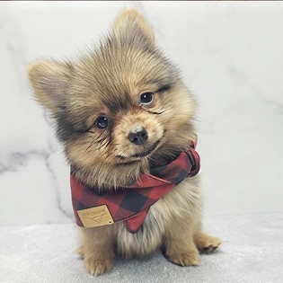 pom--puppies