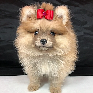 pom-puppies