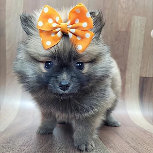 pom puppies