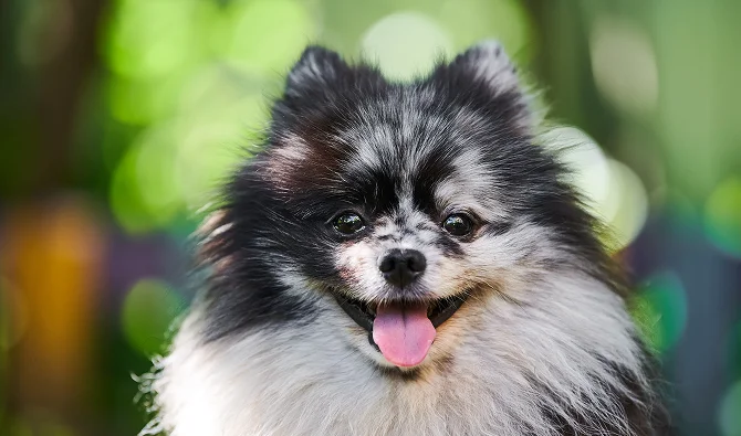 Details About Puppy's Personality