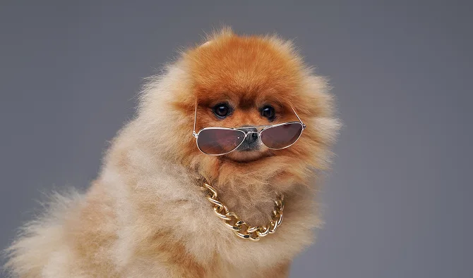 Responsible Pomeranian